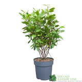 Ceanothus × pallidus 'Marie Simon' 5Ltr Plant