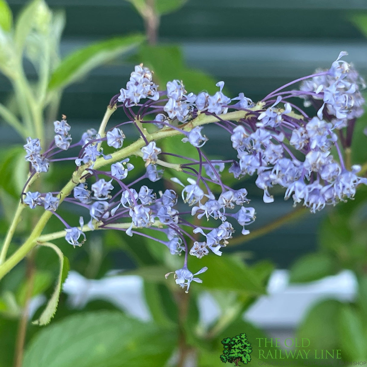 Ceanothus × delileanus 'Gloire de Versailles' 5Ltr Plant