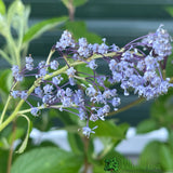 Ceanothus × delileanus 'Gloire de Versailles' 5Ltr Plant