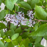 Ceanothus × delileanus 'Gloire de Versailles' 5Ltr Plant