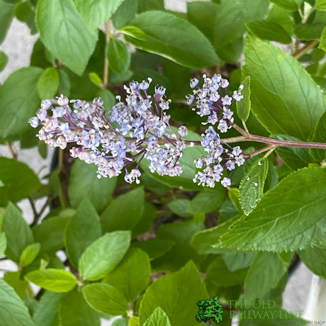 Ceanothus × delileanus 'Gloire de Versailles' 5Ltr Plant