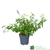 Ceanothus × delileanus 'Gloire de Versailles' 5Ltr Plant