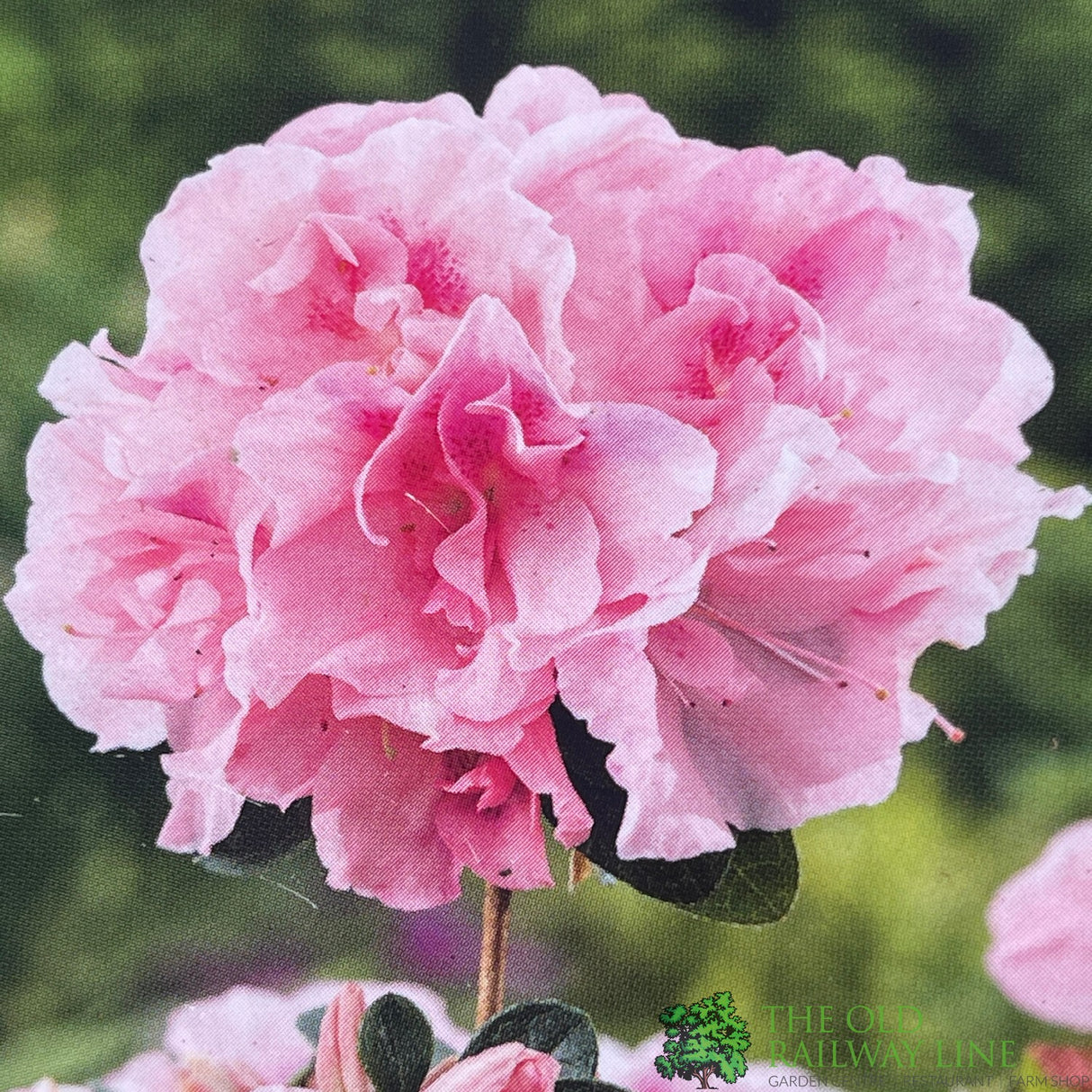 Azalea Japonica 'Nancy of Robin Hill' Plant 2Ltr Pot