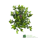 Azalea japonica Blaauw's Pink Plant 2Ltr Pot