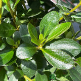 Azalea japonica Blaauw's Pink Plant 2Ltr Pot