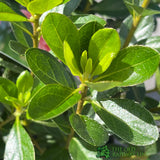 Azalea japonica Blaauw's Pink Plant 2Ltr Pot