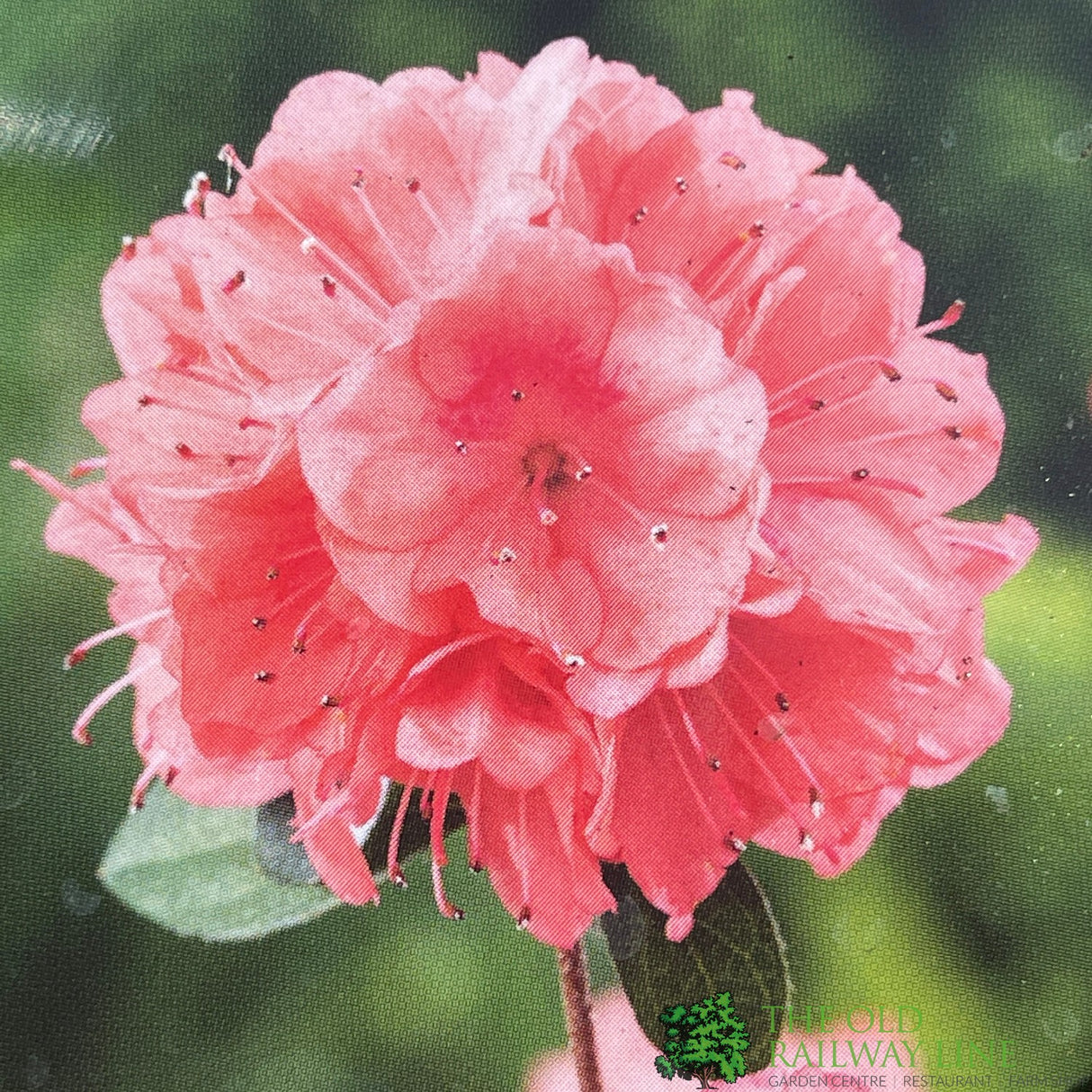 Azalea japonica Blaauw's Pink Plant 2Ltr Pot