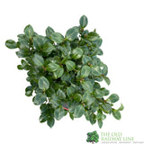 Camellia japonica 'Roija' Plant 10 Ltr Pot