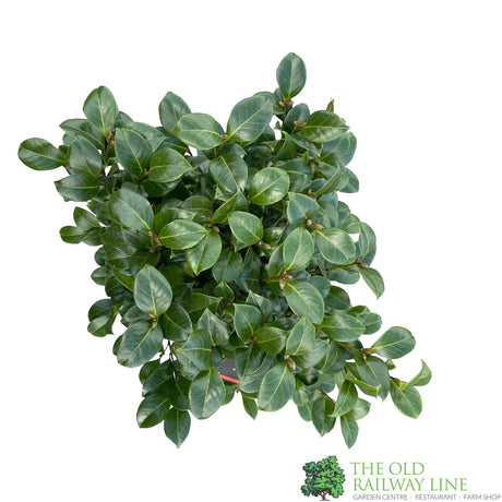 Camellia japonica 'Roija' Plant 10 Ltr Pot