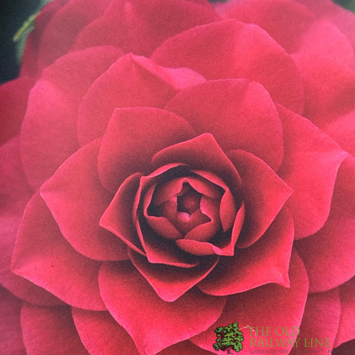 Camellia japonica 'Roija' Plant 10 Ltr Pot