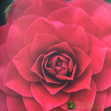 Camellia japonica 'Roija' Plant 10 Ltr Pot