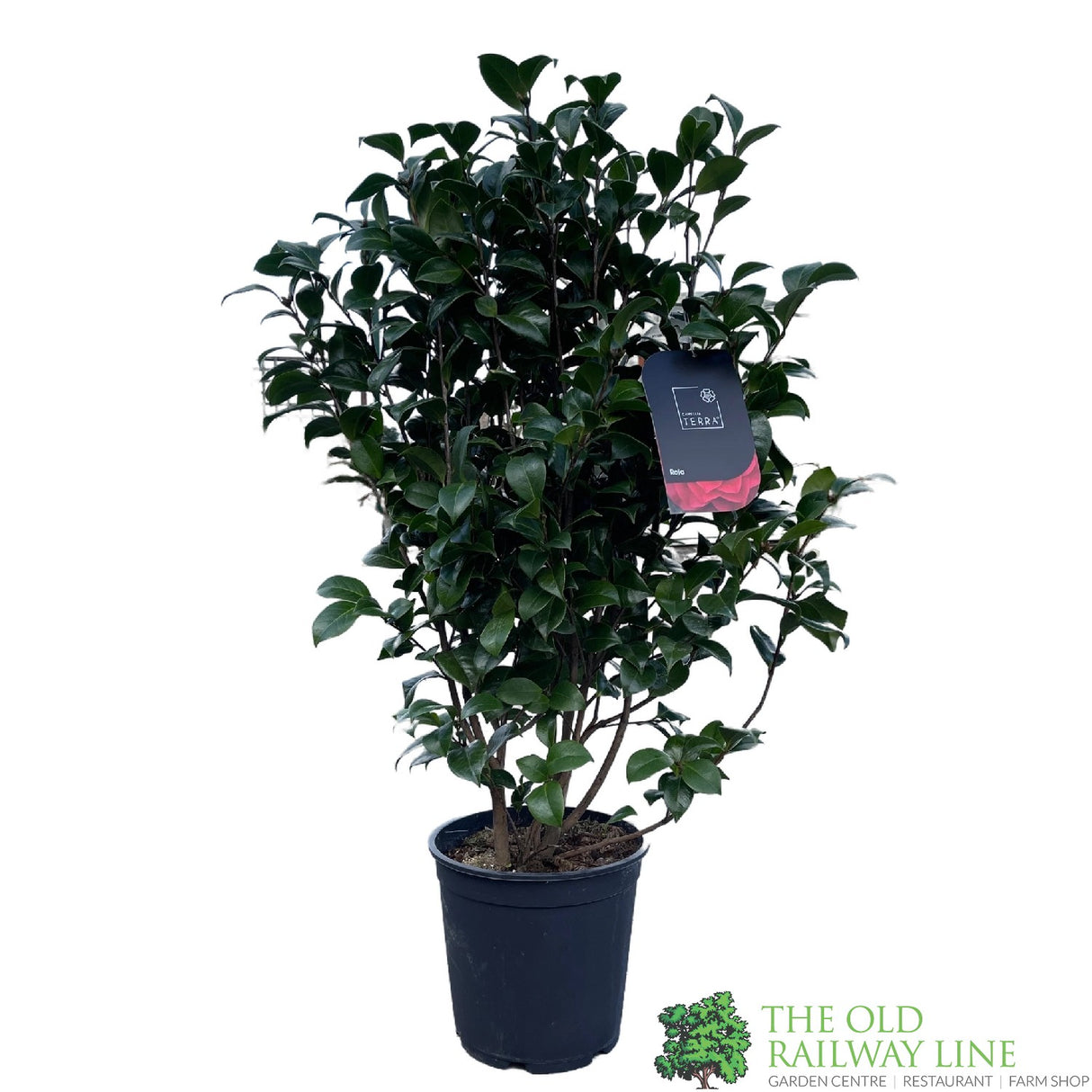 Camellia japonica 'Roija' Plant 10 Ltr Pot