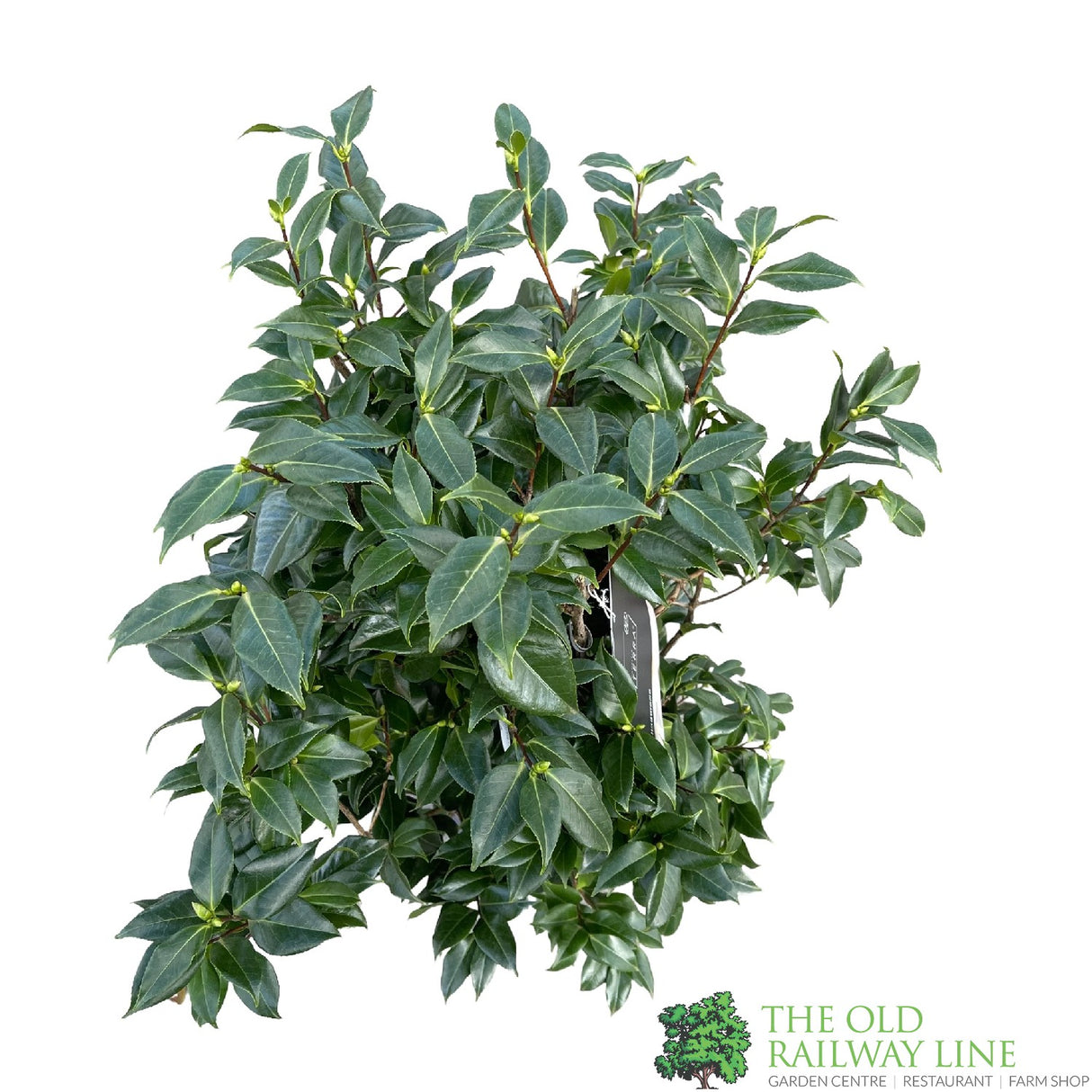 Camellia japonica 'Hagaromo' Plant 10 Ltr Pot