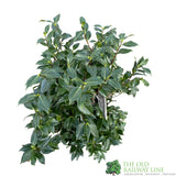 Camellia japonica 'Hagaromo' Plant 10 Ltr Pot