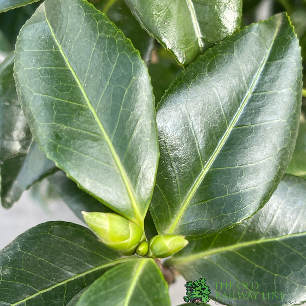 Camellia japonica 'Hagaromo' Plant 10 Ltr Pot