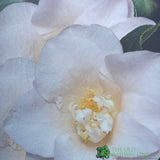 Camellia japonica 'Hagaromo' Plant 10 Ltr Pot