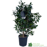 Camellia japonica 'Hagaromo' Plant 10 Ltr Pot