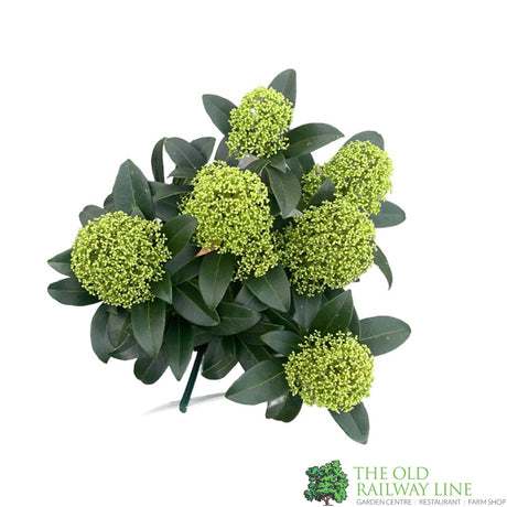 Skimmia japonica 'Fragrant Cloud' Plant 2Ltr (NL)