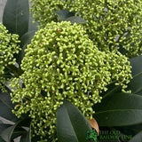 Skimmia japonica 'Fragrant Cloud' Plant 2Ltr (NL)
