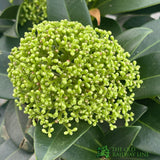 Skimmia japonica 'Fragrant Cloud' Plant 2Ltr (NL)