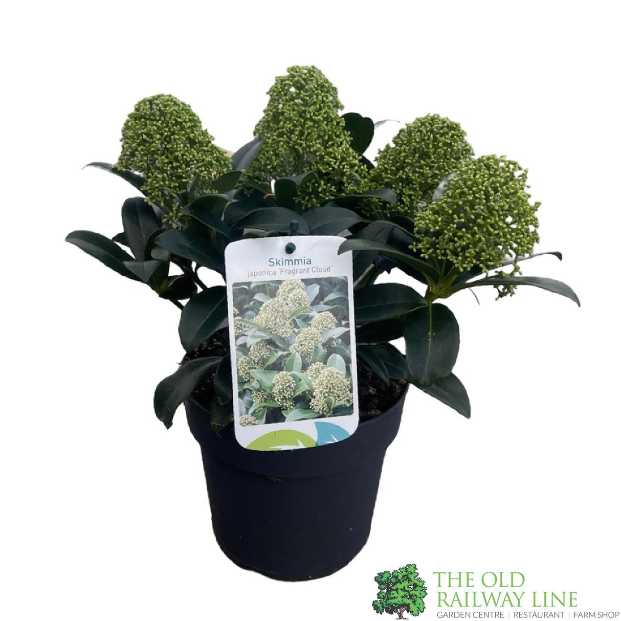 Skimmia japonica 'Fragrant Cloud' Plant 2Ltr (NL)