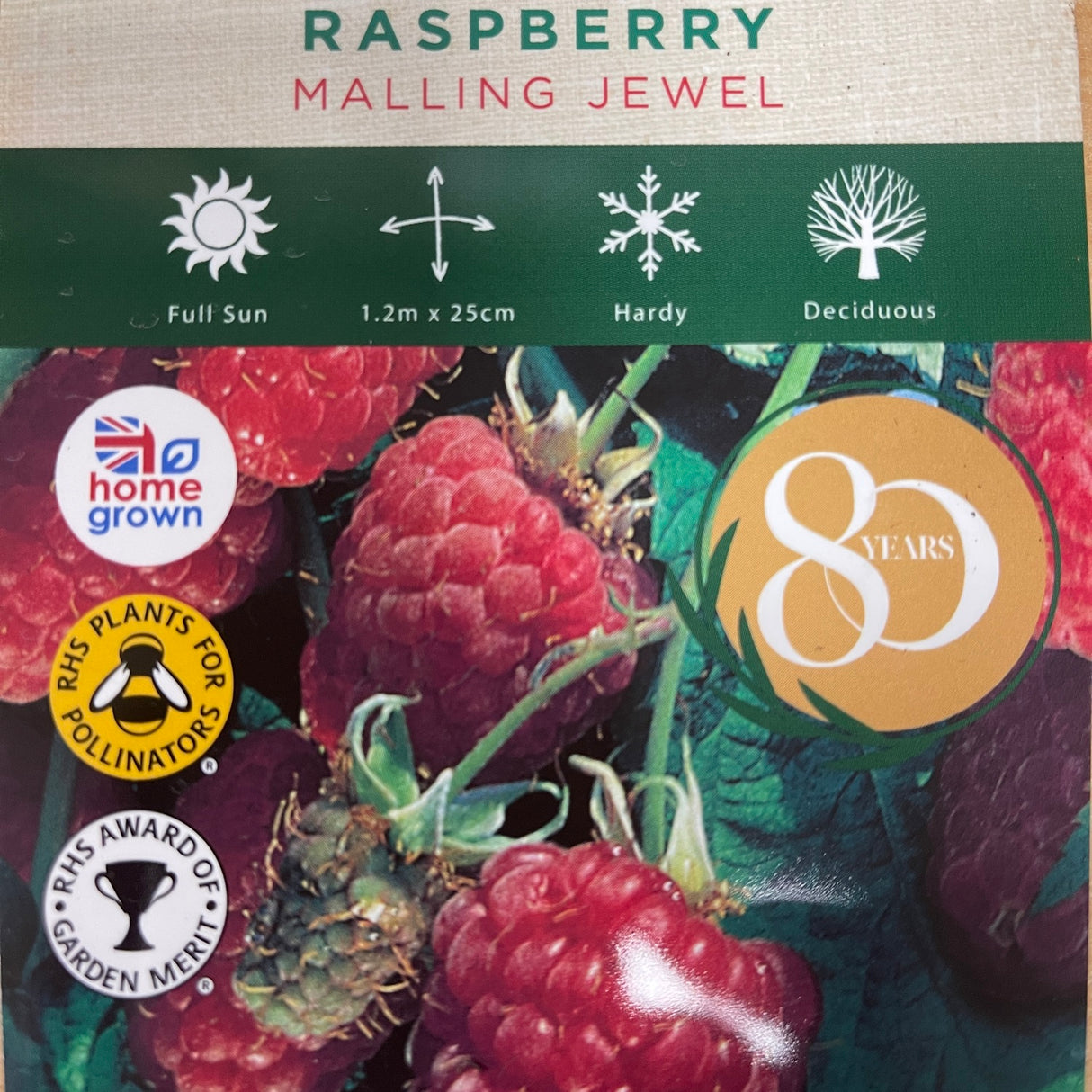 Raspberry Malling Jewel Fruit Bush 3L Pot