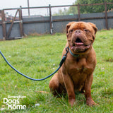 Ancol Extreme Shock Absorb Rope Lead