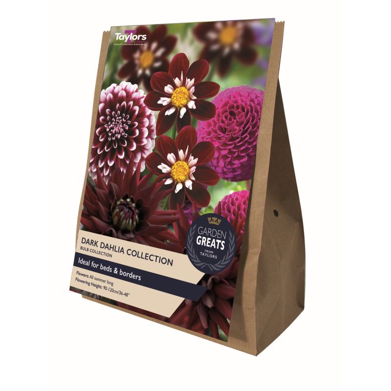 Taylors Dark Dahlia Tubers Collection