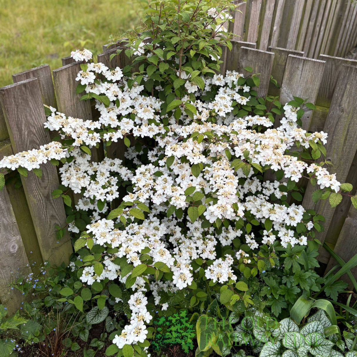 Viburnum 'Plicatum Kilimanjaro' 3Ltr Pot