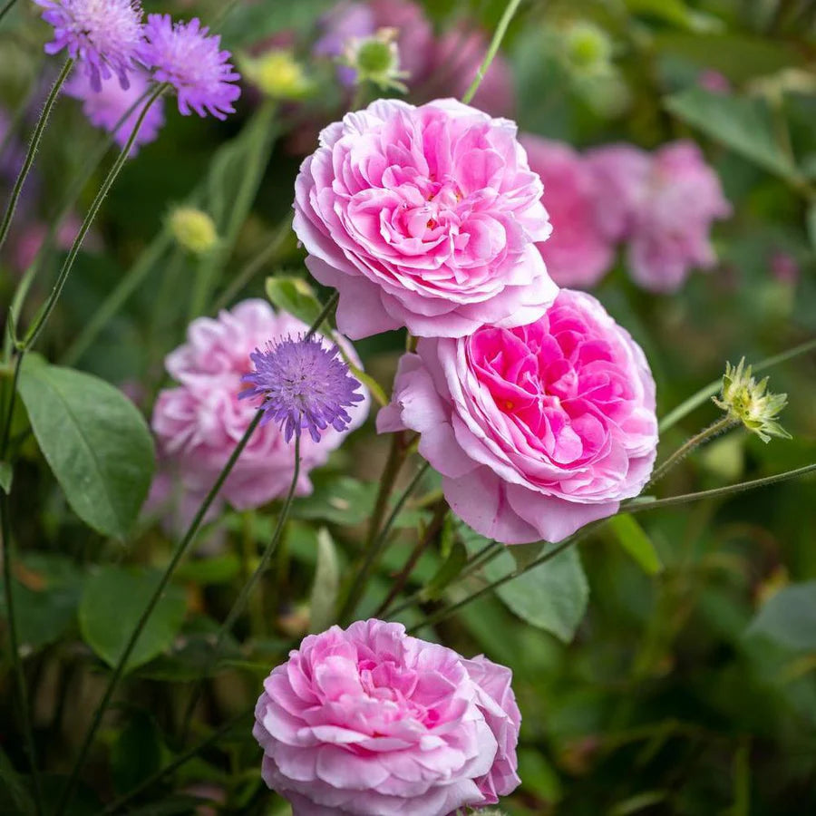 David Austin 'Gertrude Jekyll' Pink English Rose 6Ltr Pot