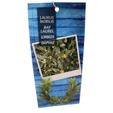 Laurus Nobilis 150cm Laurel Bay 'Round' 10Ltr Pot