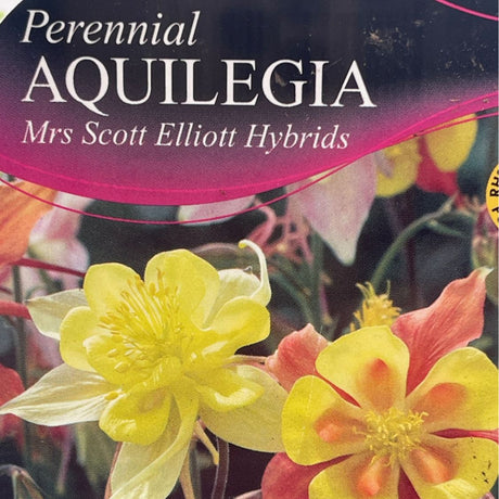 Aquilegia Mrs Scott Elliot Plant - 1Ltr Pot