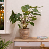 Lumineo 80cm Warm White Micro LED Star Wire Sting Lights for Plants