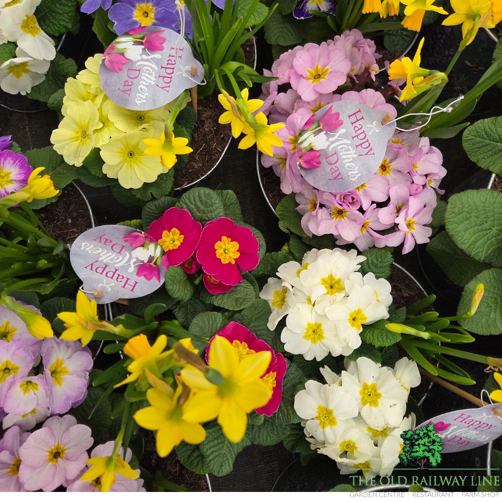 Mother's Day Primrose & Daffodil - Lavender Pot 22cm