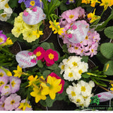 Mother's Day Primrose & Daffodil - Butterfly Trough 23cm