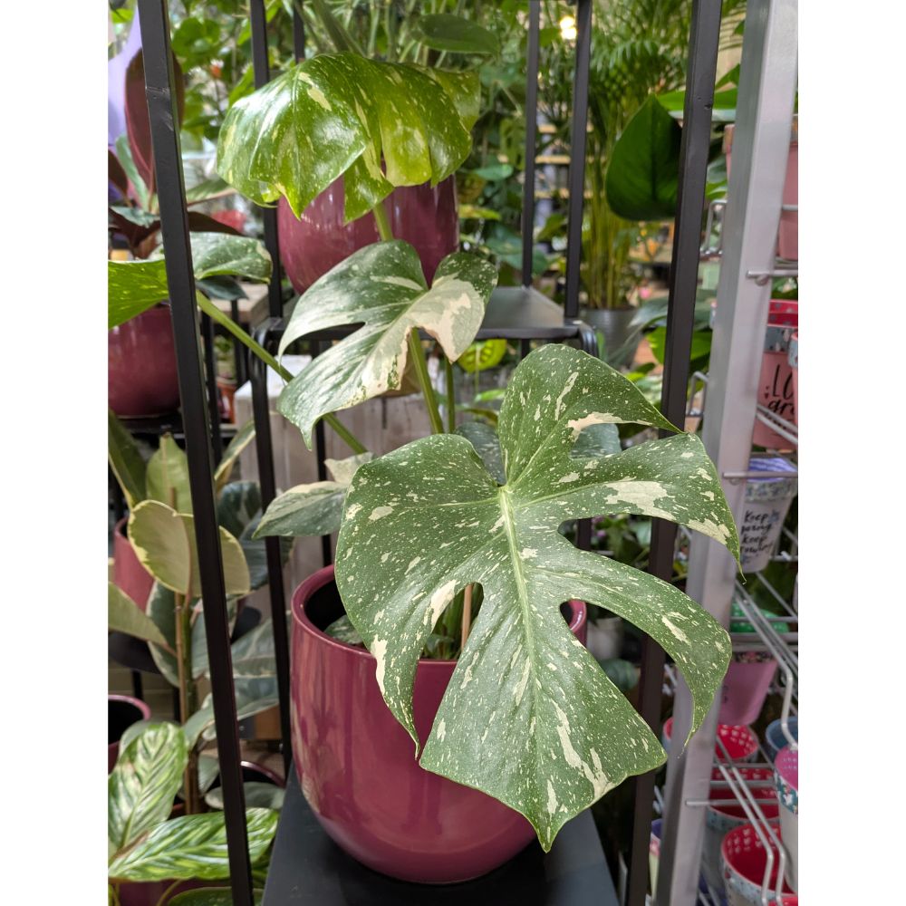 Monstera 'Thai Constellation' Houseplant 15cm Pot