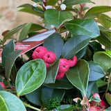 Gaultheria Procumbens Big Berry plant - 12cm Pot