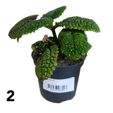 Pilea 7cm - Mixed - Houseplant - (Choice of 3)