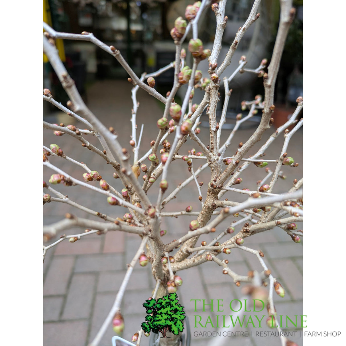 Plantline Prunus Incisa Kojou-No-Mai 3ltr Pot