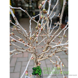 Plantline Prunus Incisa Kojou-No-Mai 3ltr Pot