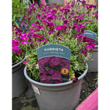 Aubrieta gracilis Kitte 'Just Spring Red' 2Ltr Pot