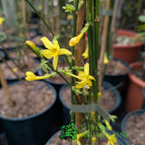 Jasminum Nudiflorum 'Winter Jasmine' Climber 3Ltr Pot