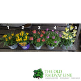 Porters Hoticulture Erysimum Mixed 1.5ltr Pot (Choice of 5)