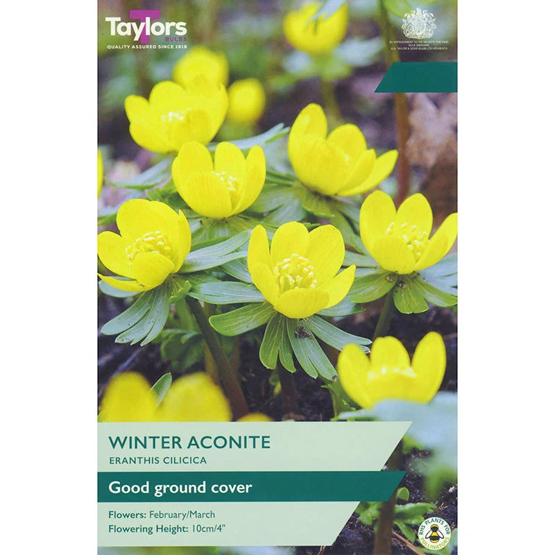 Taylors 6 Eranthis Cilicica Bulbs