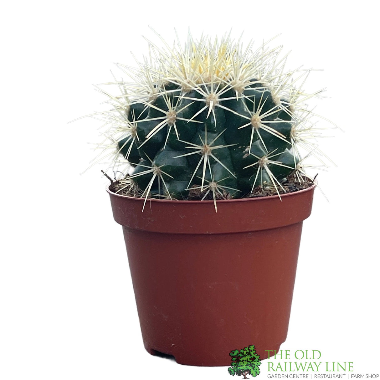Cacti Bolcactus 8.5cm Pot