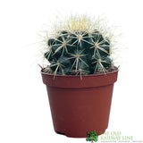 Cacti Bolcactus 8.5cm Pot