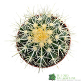 Cacti Bolcactus 8.5cm Pot