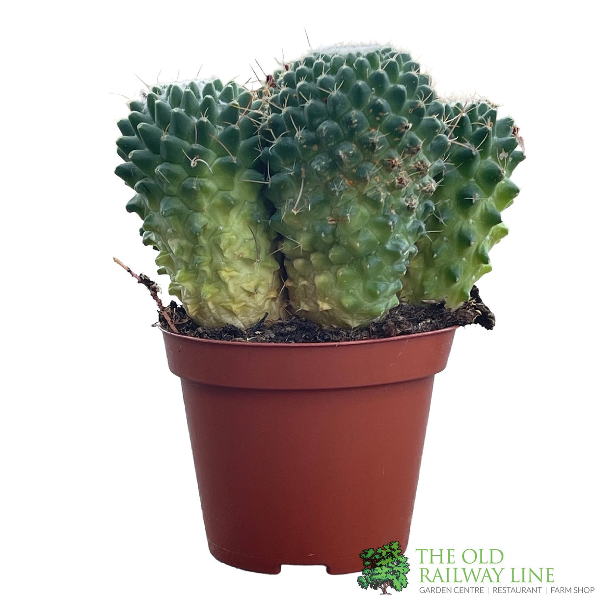 Cacti Bolcactus 8.5cm Pot