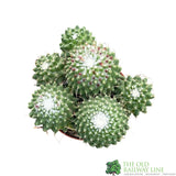 Cacti Bolcactus 8.5cm Pot