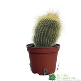 Cacti Bolcactus 8.5cm Pot